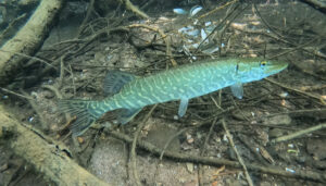 image00015